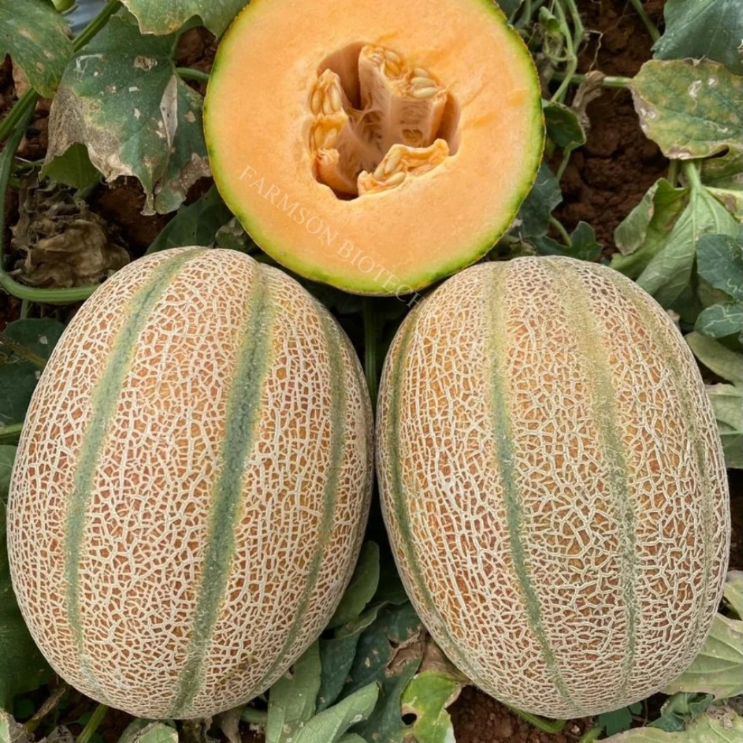 Wholesale Cantaloupe Orange Flesh – Saudi Arabia